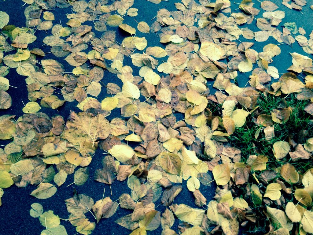 2015.10.29. ddp 2 leaves